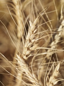 232822-close-up-of-wheat